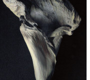 Arome (Laurence Gondouin Boudgemai)