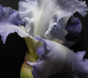Iris (laurence Gondouin Boudgemai)