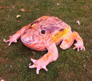 La grenouille rousse ( (ALSH Molineuf))