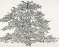 Charlotte Galloux
©Cèdre