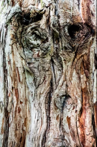 Michel Jean Bossu
- photographie